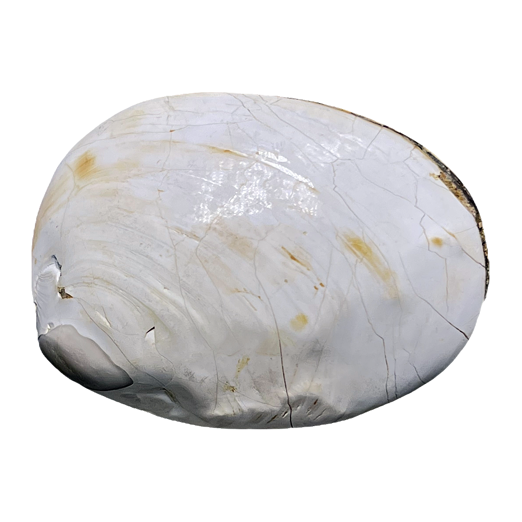 Bivalve Shell