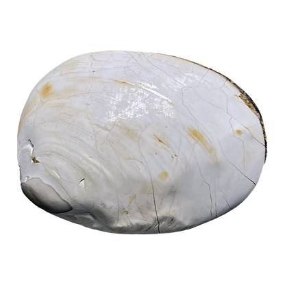 Bivalve Shell