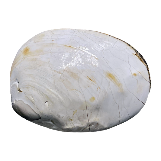 Bivalve Shell