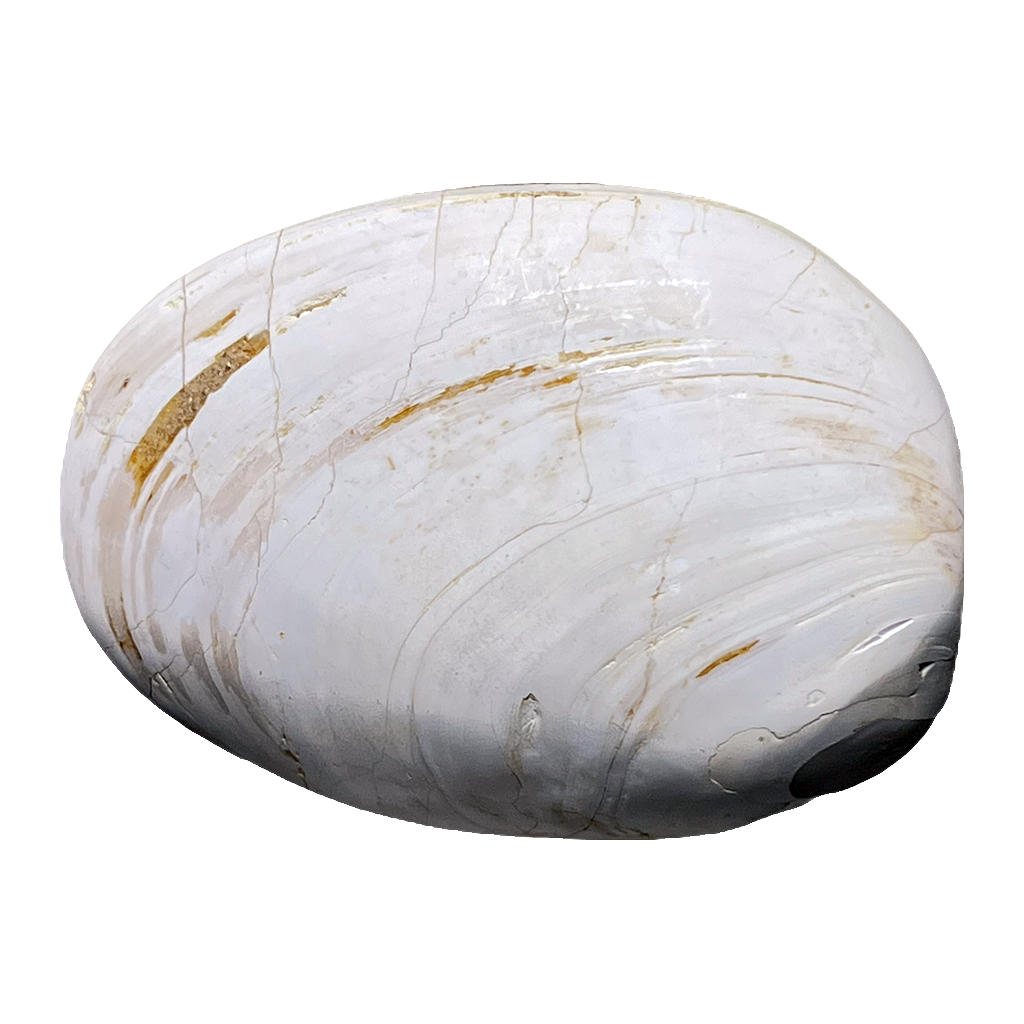 Bivalve Shell