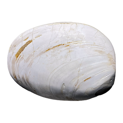 Bivalve Shell