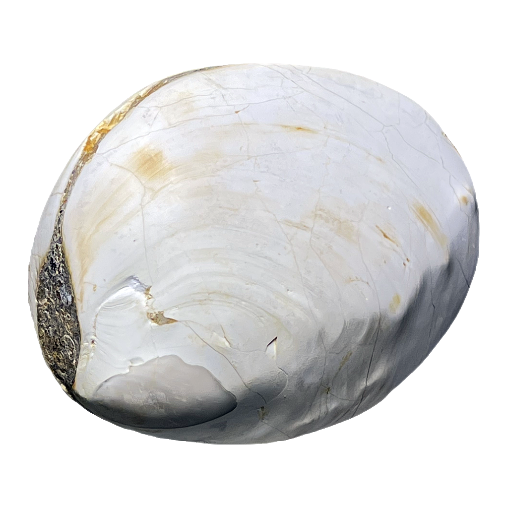 Bivalve Shell