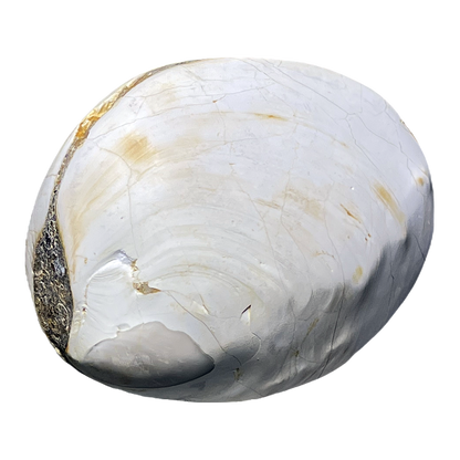 Bivalve Shell