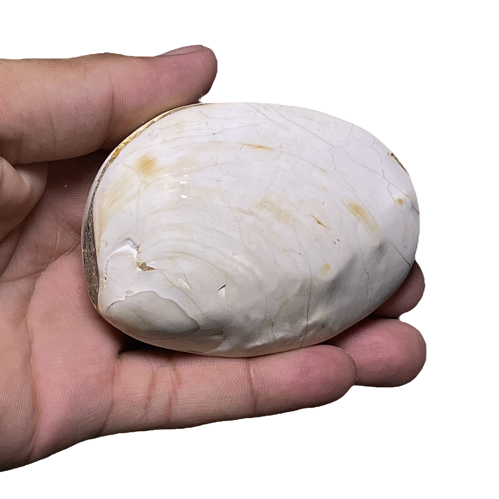 Bivalve Shell
