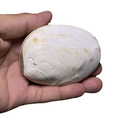 Bivalve Shell