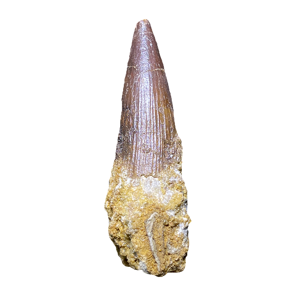 Spinosaurus Dinosaur Tooth