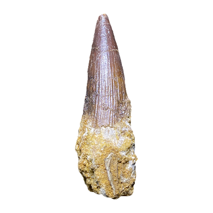 Spinosaurus Dinosaur Tooth