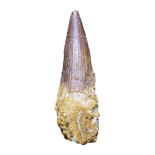 Spinosaurus Dinosaur Tooth
