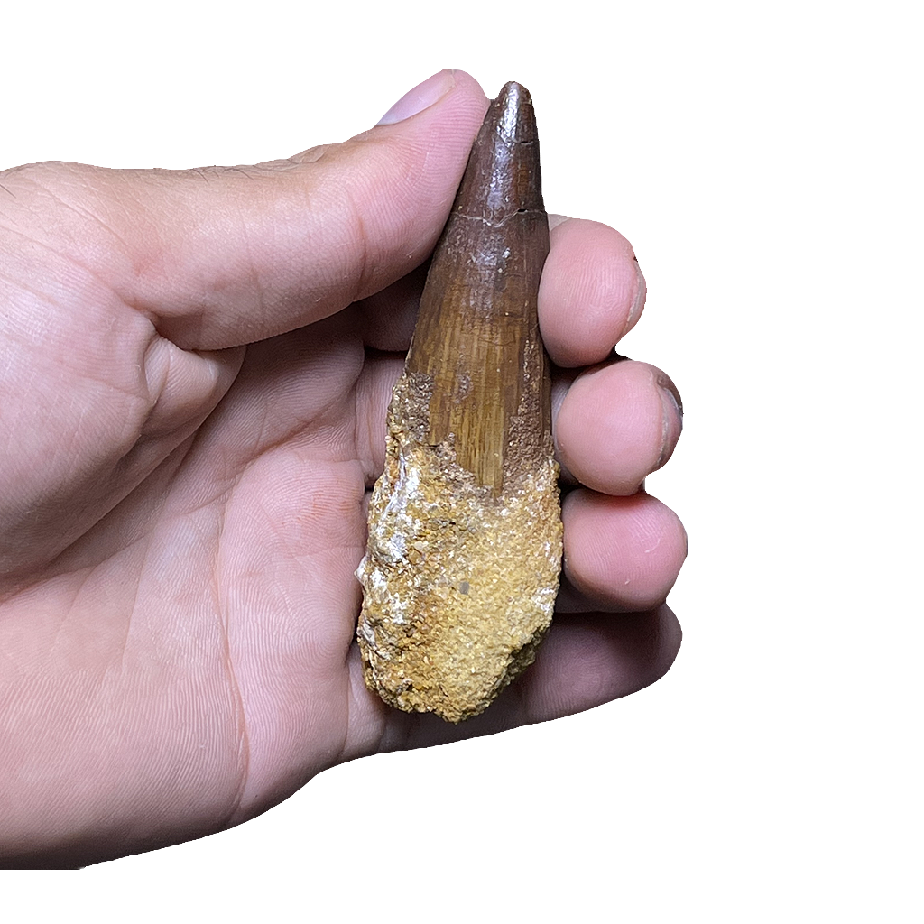 Spinosaurus Dinosaur Tooth