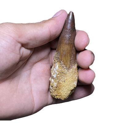 Spinosaurus Dinosaur Tooth
