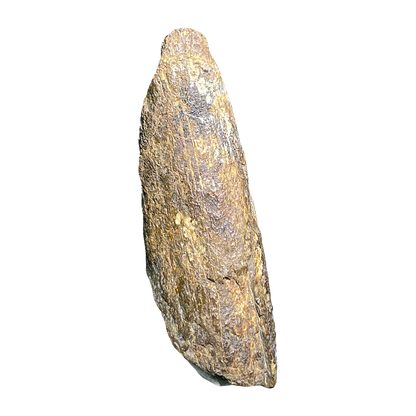 T-Rex (Tyrannosaurus) Tooth