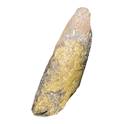 T-Rex (Tyrannosaurus) Tooth