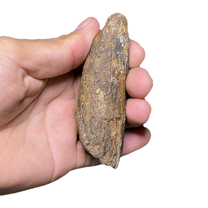 T-Rex (Tyrannosaurus) Tooth
