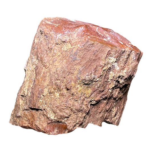 Fossilized Wood