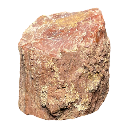 Fossilized Wood