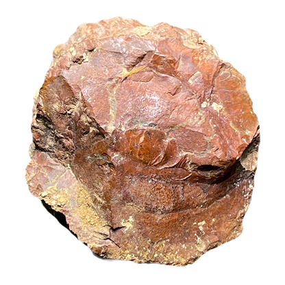 Fossilized Wood