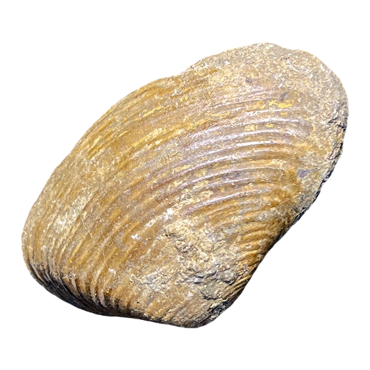 Bivalve Shell