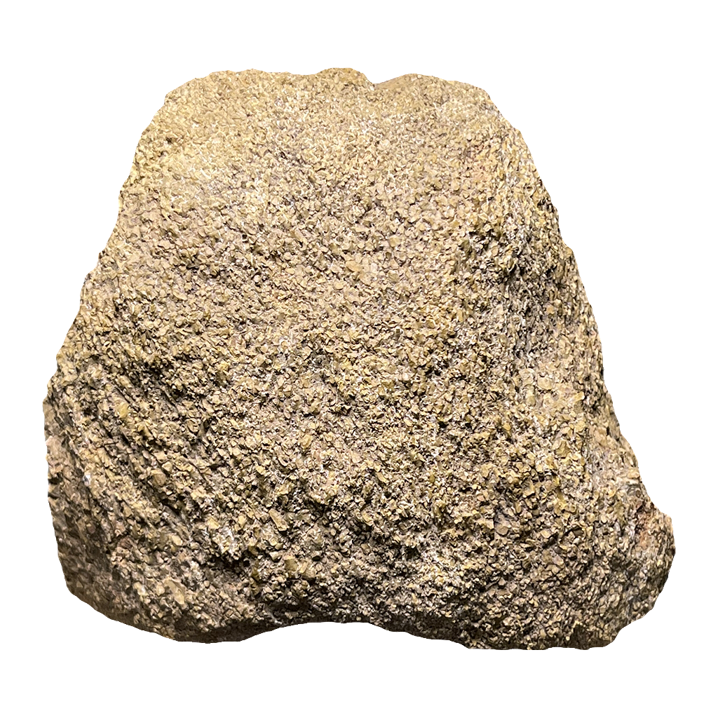 Dinosaur Bone