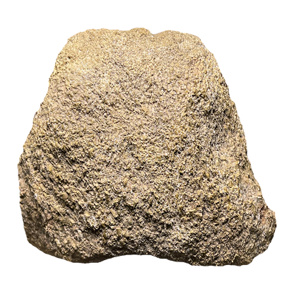 Dinosaur Bone