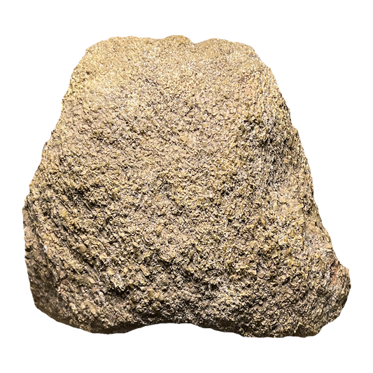 Dinosaur Bone