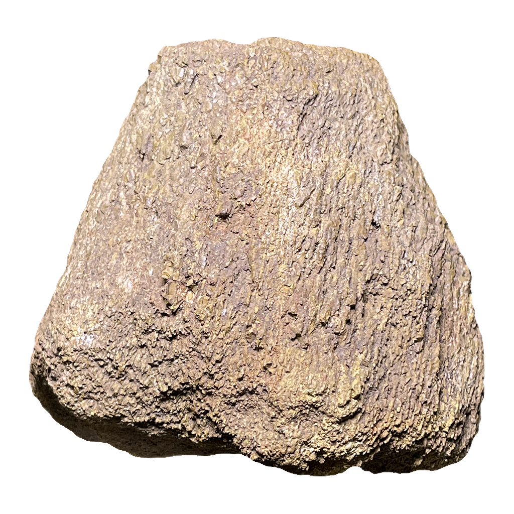 Dinosaur Bone
