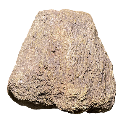 Dinosaur Bone