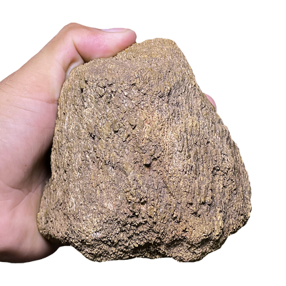 Dinosaur Bone