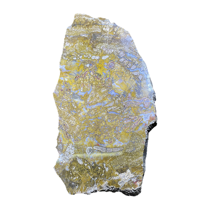 Petrified Wood Plate