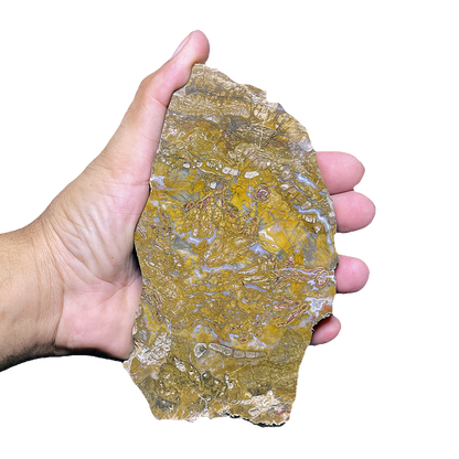 Petrified Wood Plate