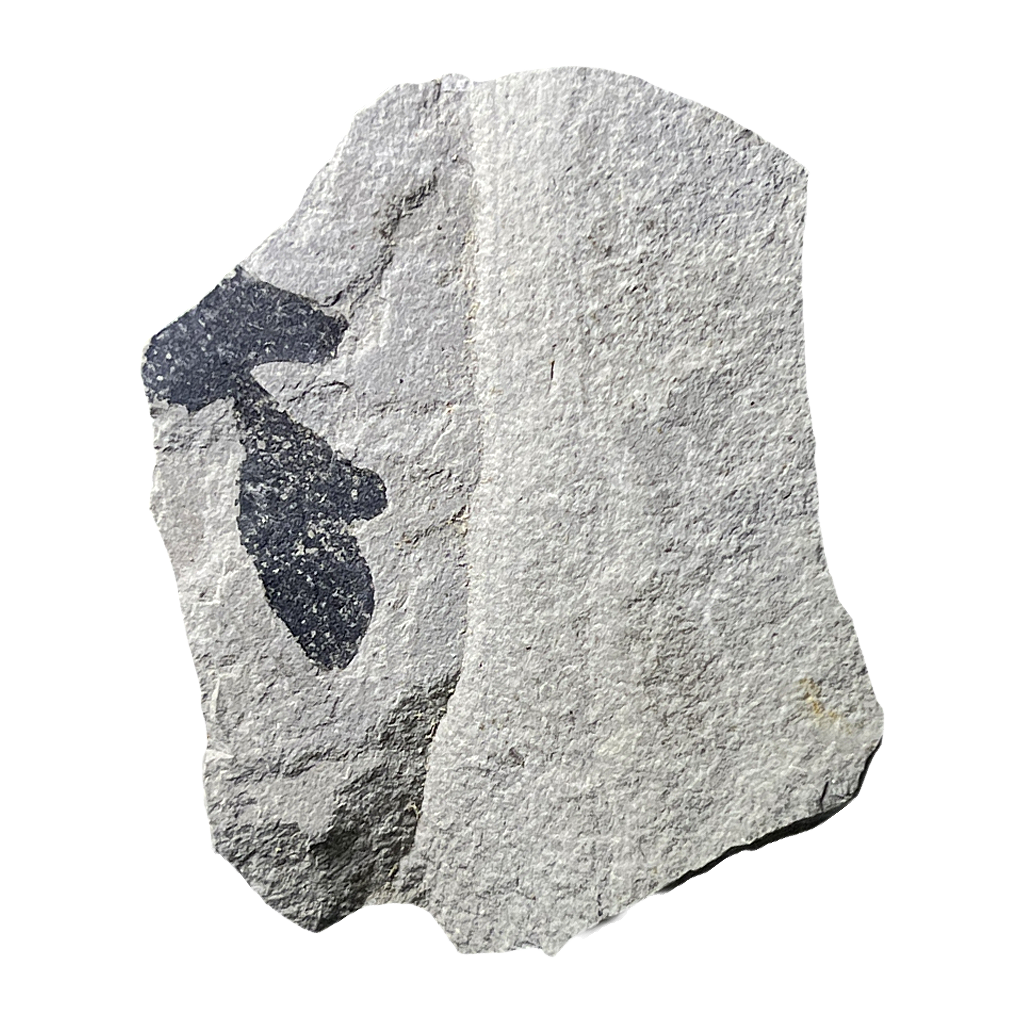 Leaf Fossil