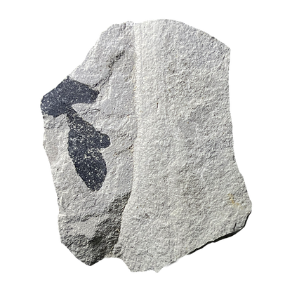 Leaf Fossil