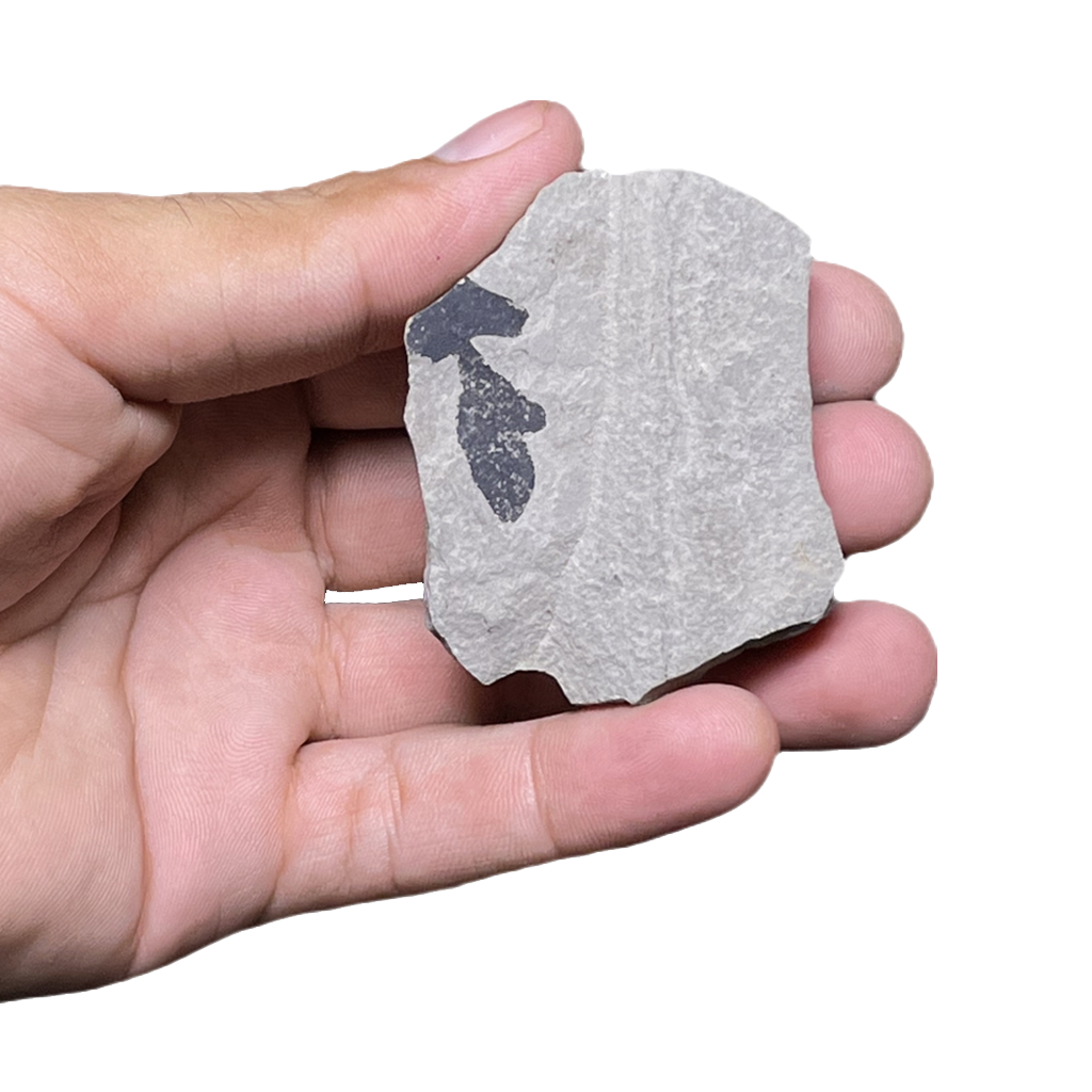 Leaf Fossil