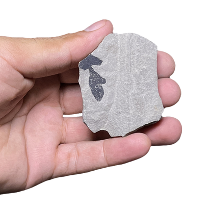 Leaf Fossil