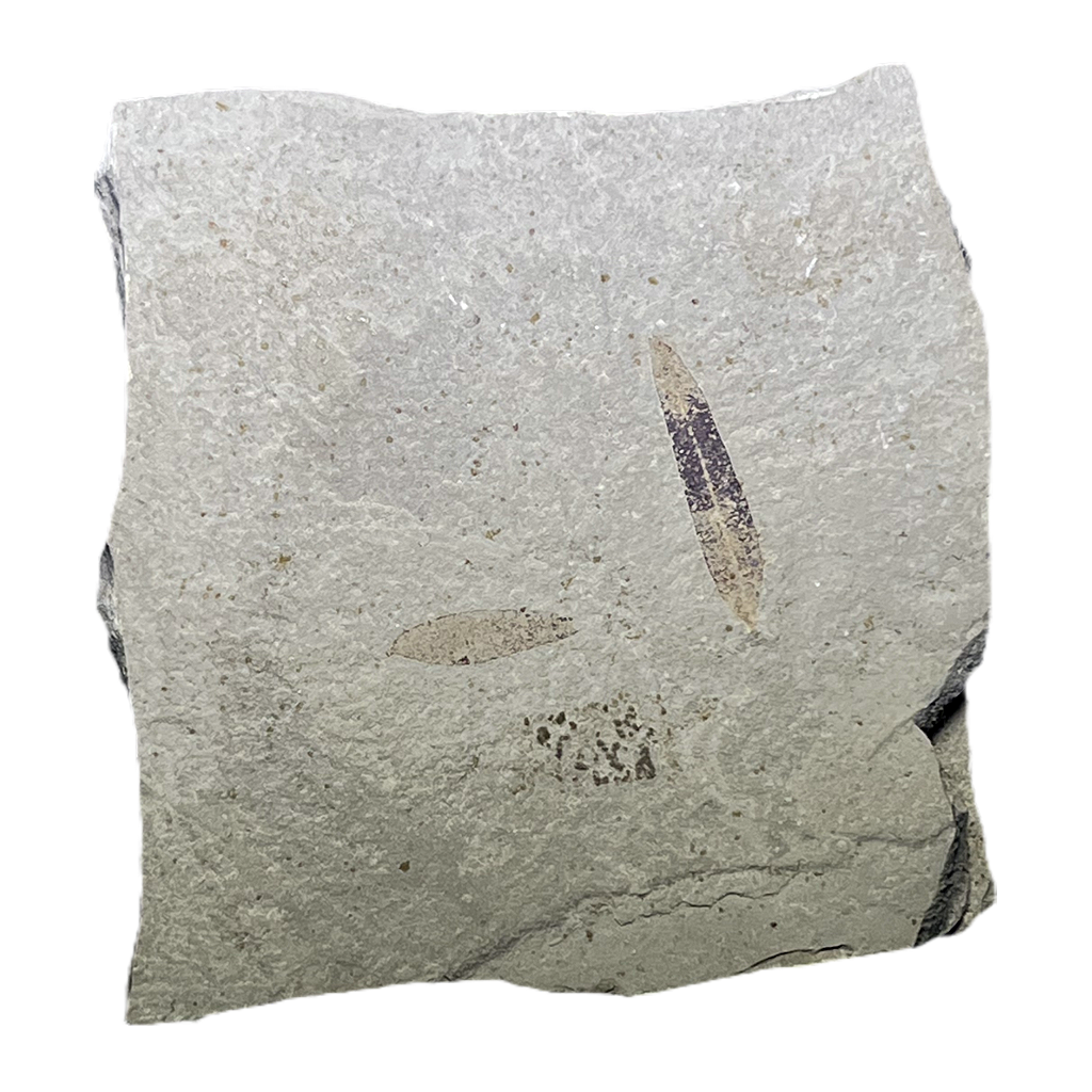 Leaf Fossil