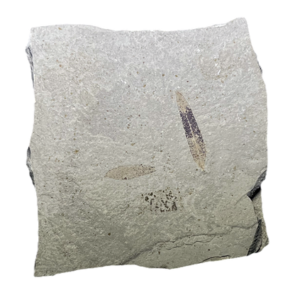Leaf Fossil