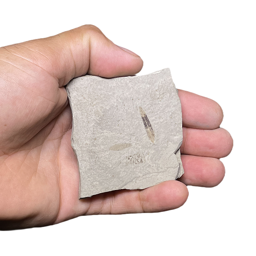 Leaf Fossil