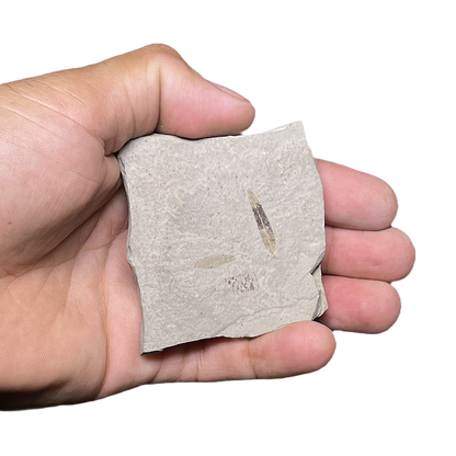 Leaf Fossil