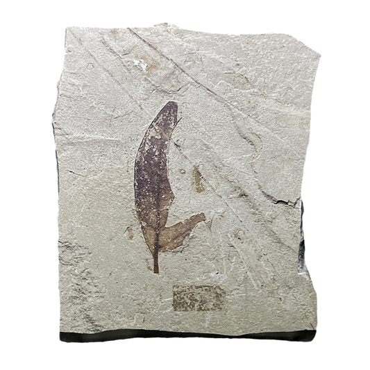Leaf Fossil