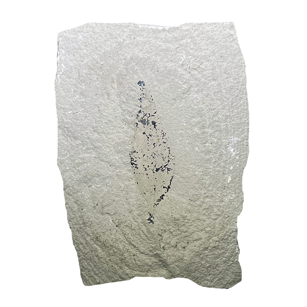 Leaf Fossil