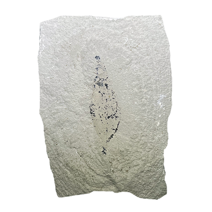 Leaf Fossil
