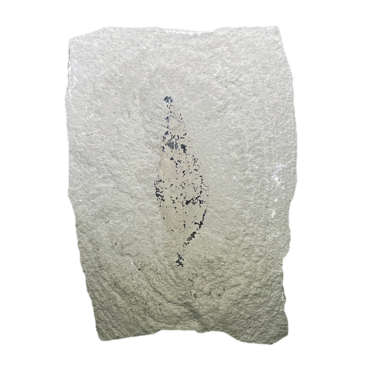 Leaf Fossil