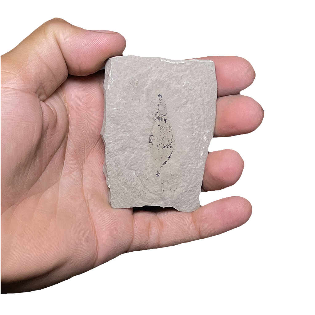 Leaf Fossil