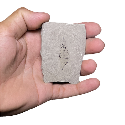 Leaf Fossil
