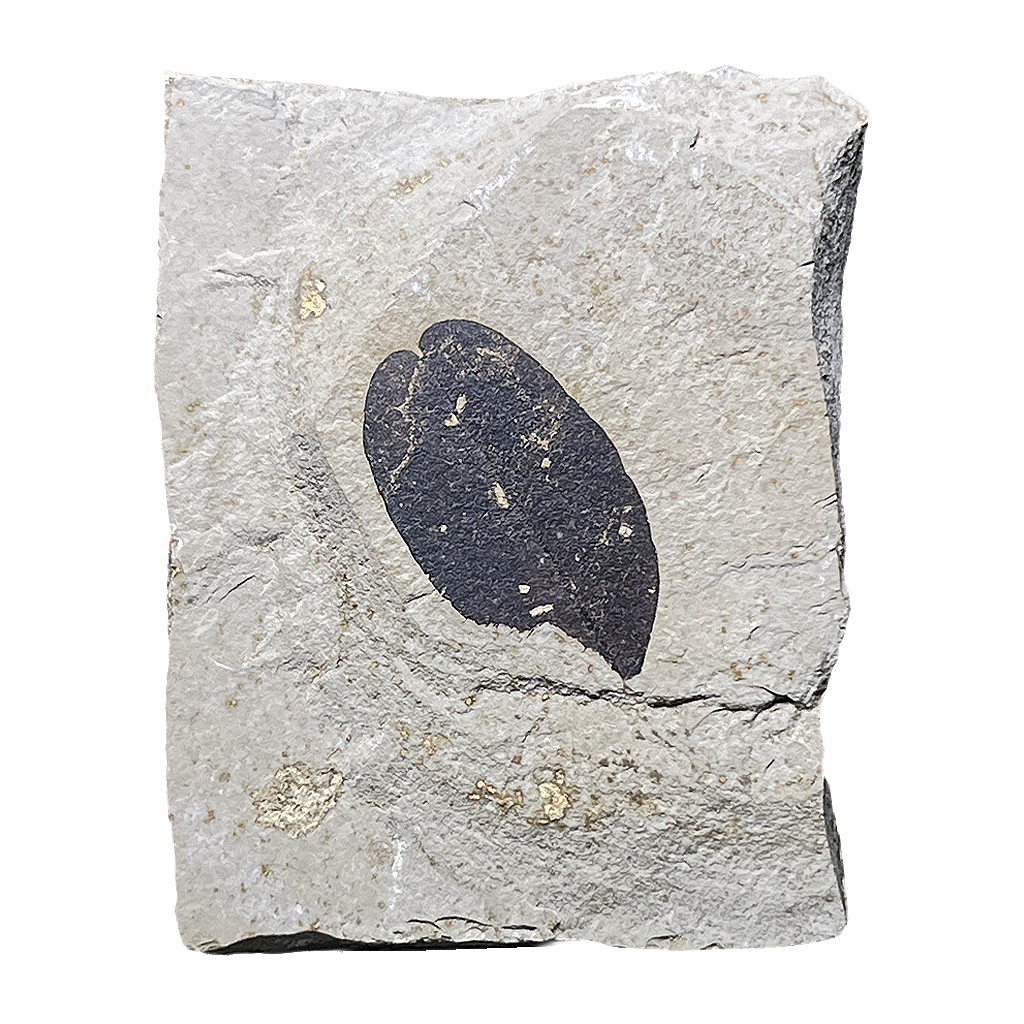 Leaf Fossil
