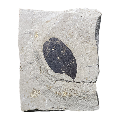 Leaf Fossil