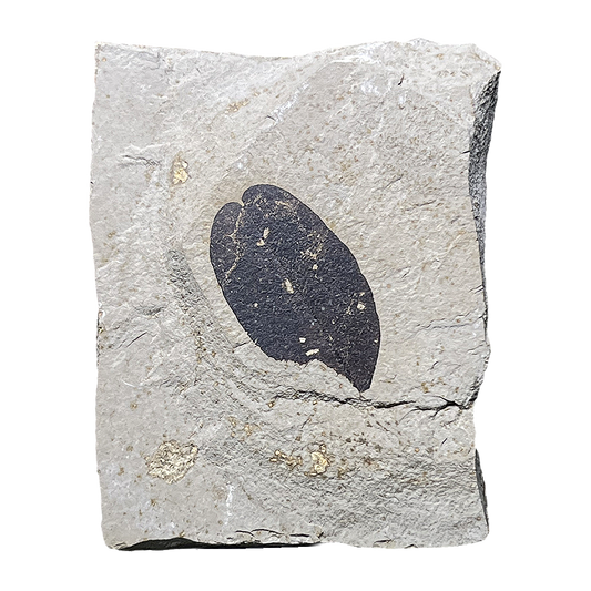 Leaf Fossil
