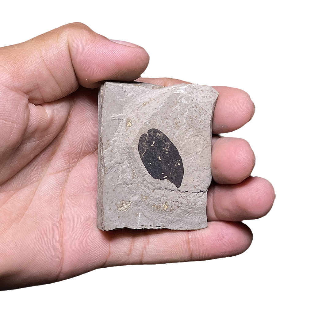 Leaf Fossil