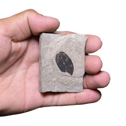 Leaf Fossil
