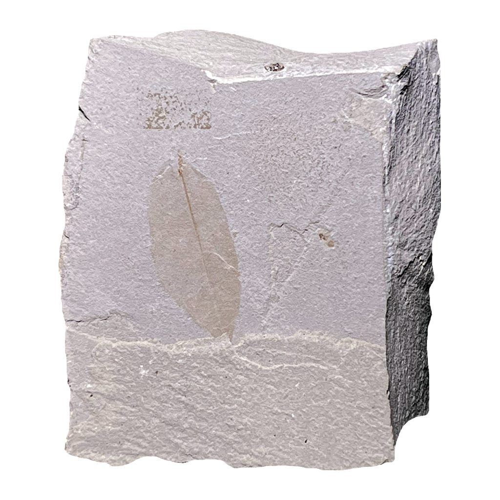 Leaf Fossil