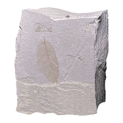 Leaf Fossil